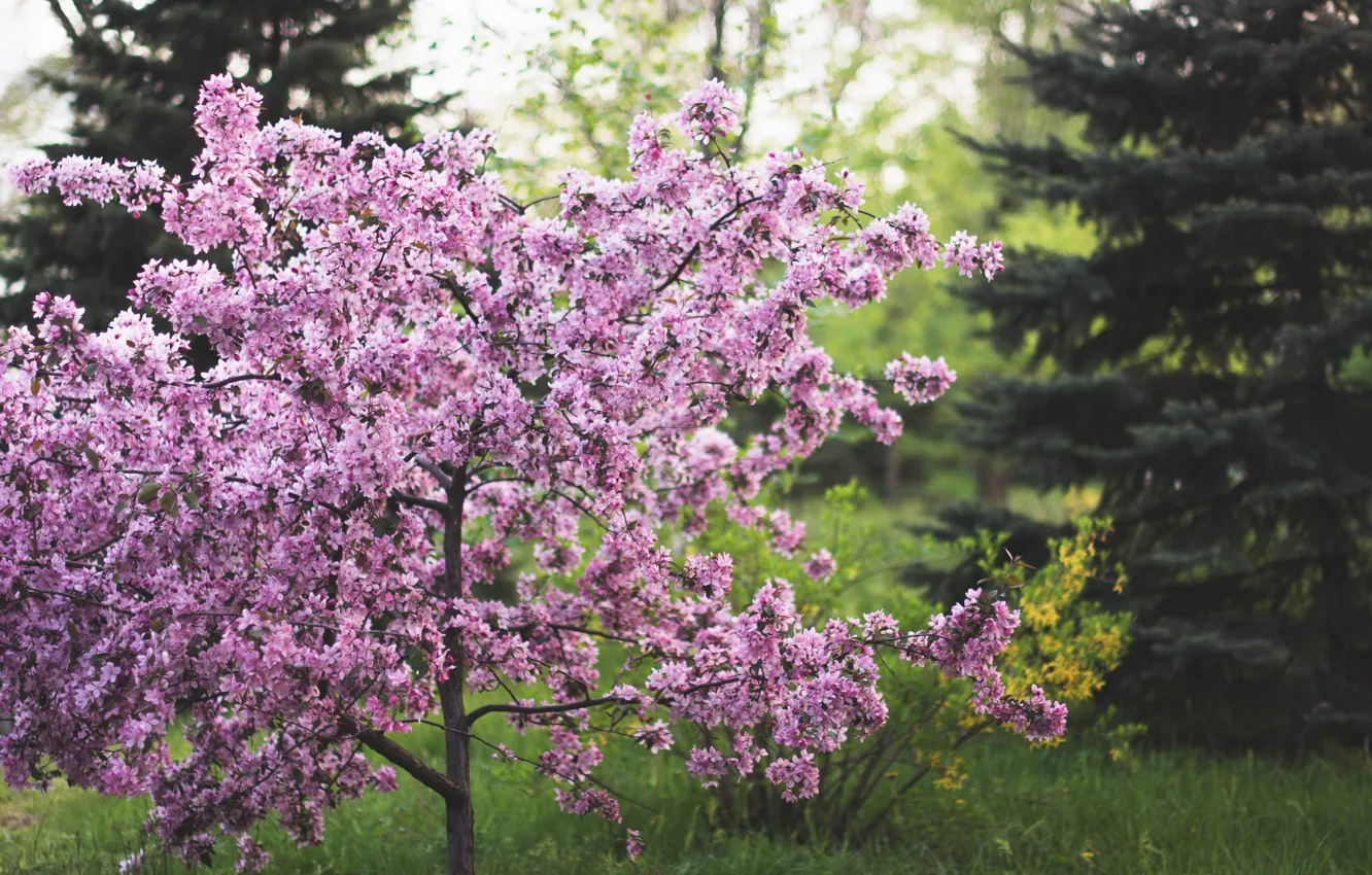 Photo wallpaper greens, leaves, trees, flowers, cherry, spring