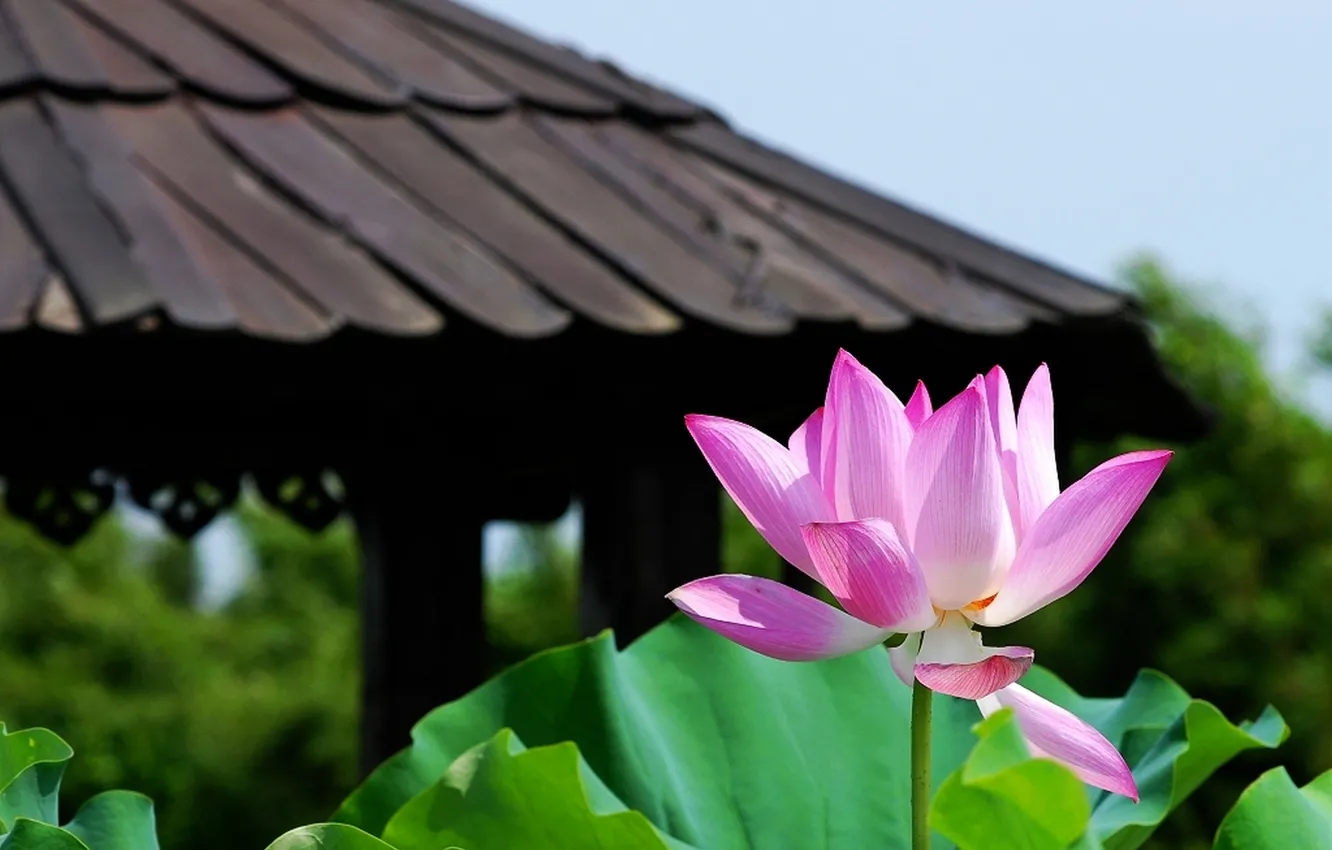 Photo wallpaper the sky, leaves, macro, flowers, photo, Lotus