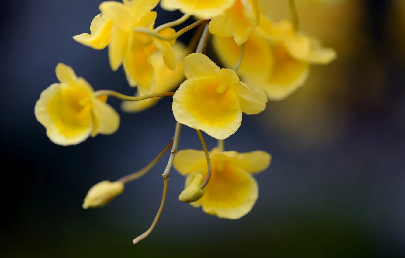 Photo wallpaper flowers, branches, yellow, focus