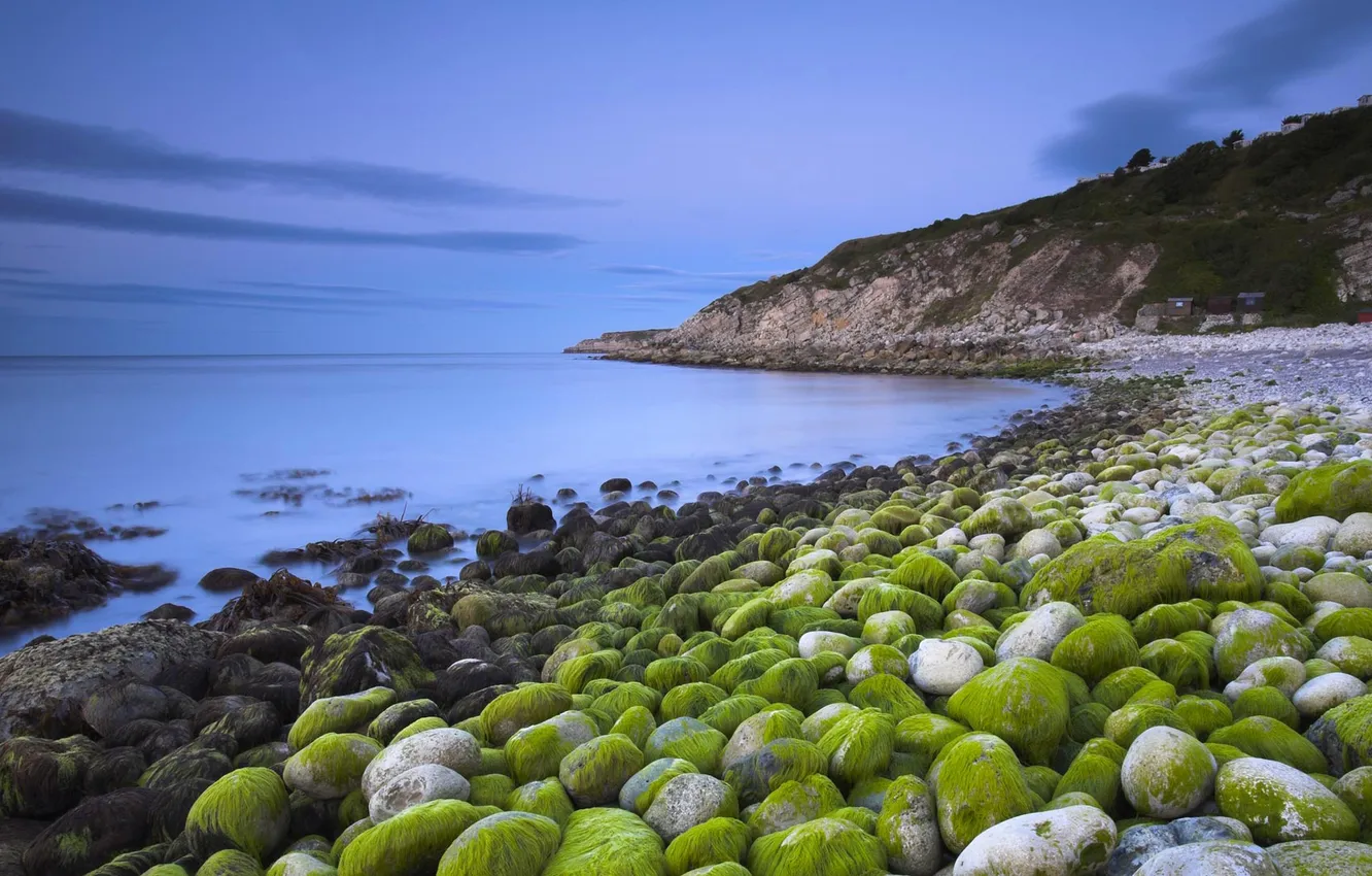 Photo wallpaper sea, algae, stones, shore, England, Dorset