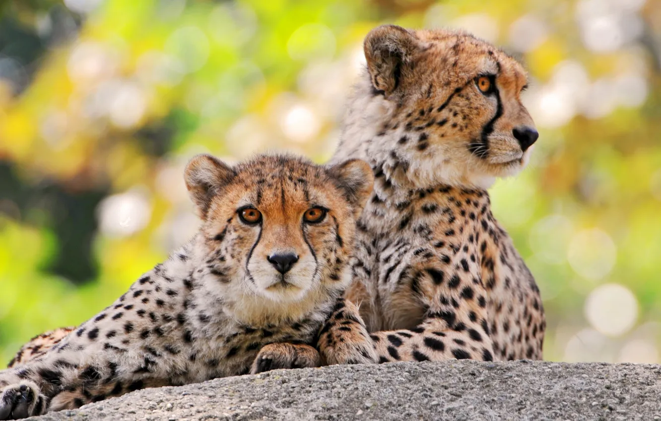 Photo wallpaper stones, pair, Cheetah, color
