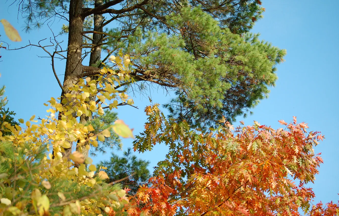 Photo wallpaper autumn, the sky, leaves, trees