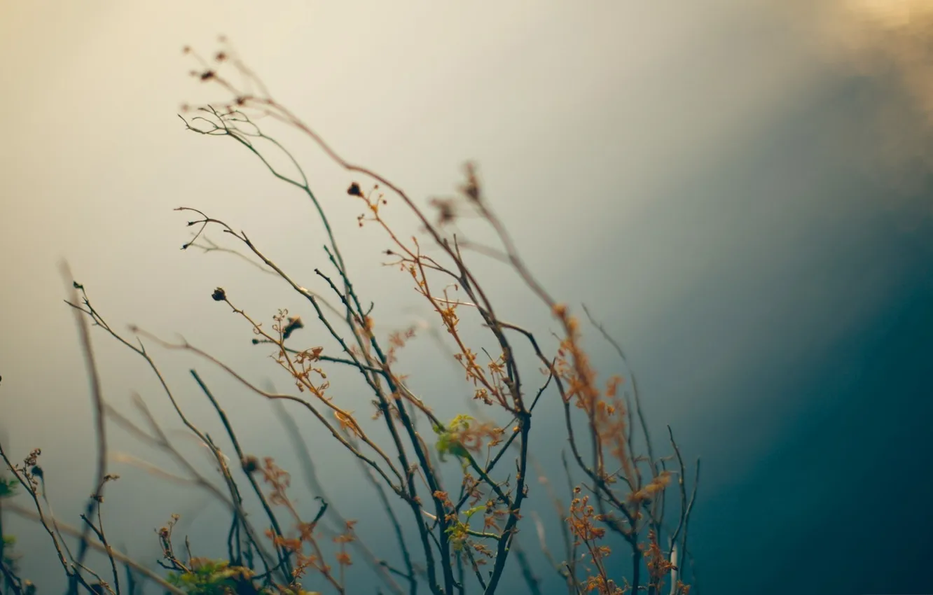 Photo wallpaper grass, macro, nature, photo, Wallpaper, plant, color, picture