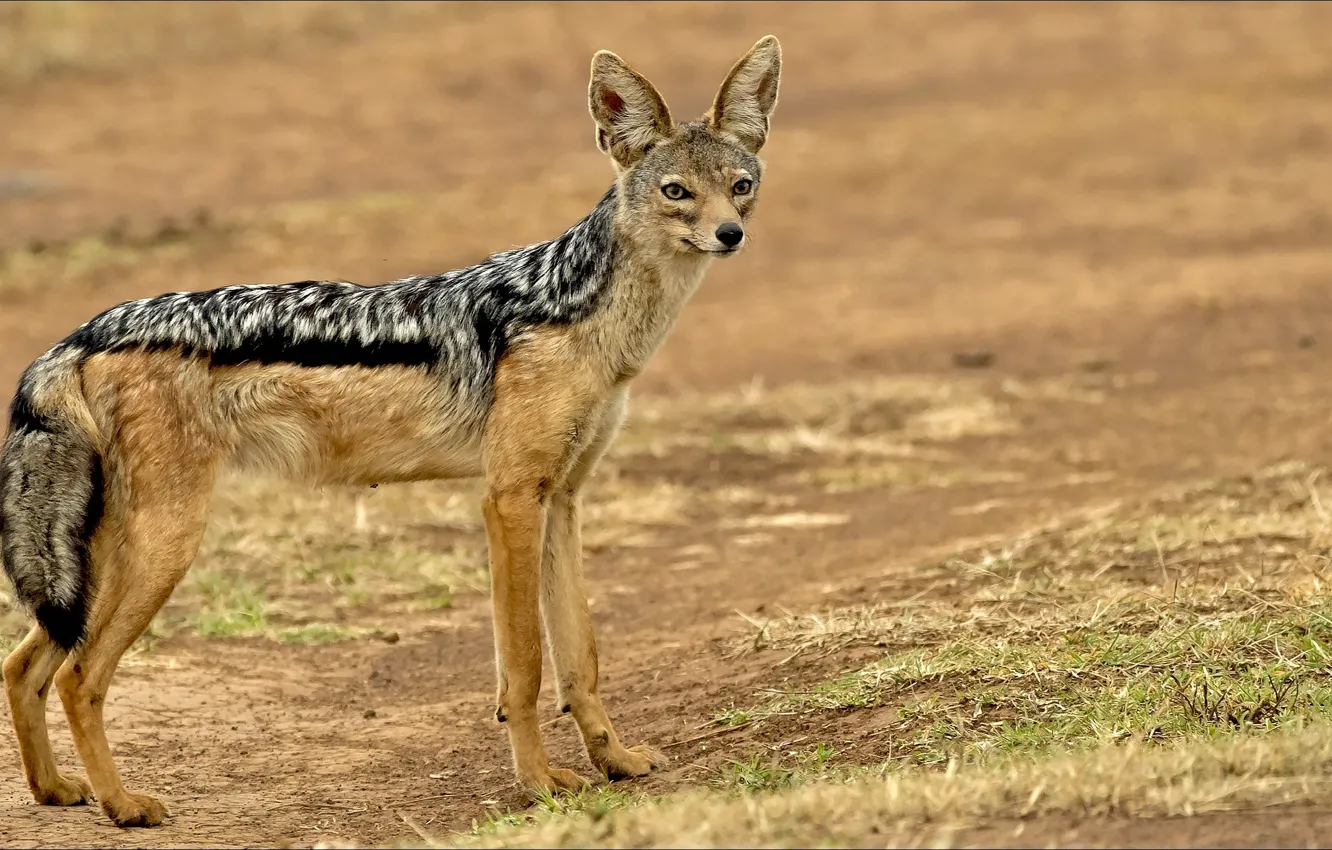 Photo wallpaper look, dog, dog, look, Jackal, Jackal