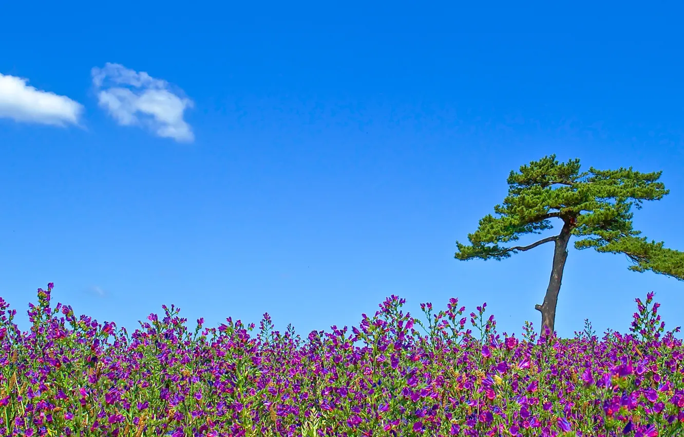 Photo wallpaper sky, flowers, clouds, tree, sunny, flowers field
