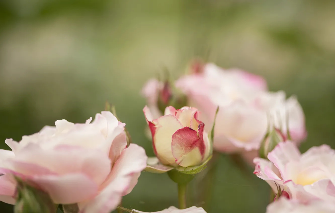 Photo wallpaper flowers, background, Bush, roses, pink, buds