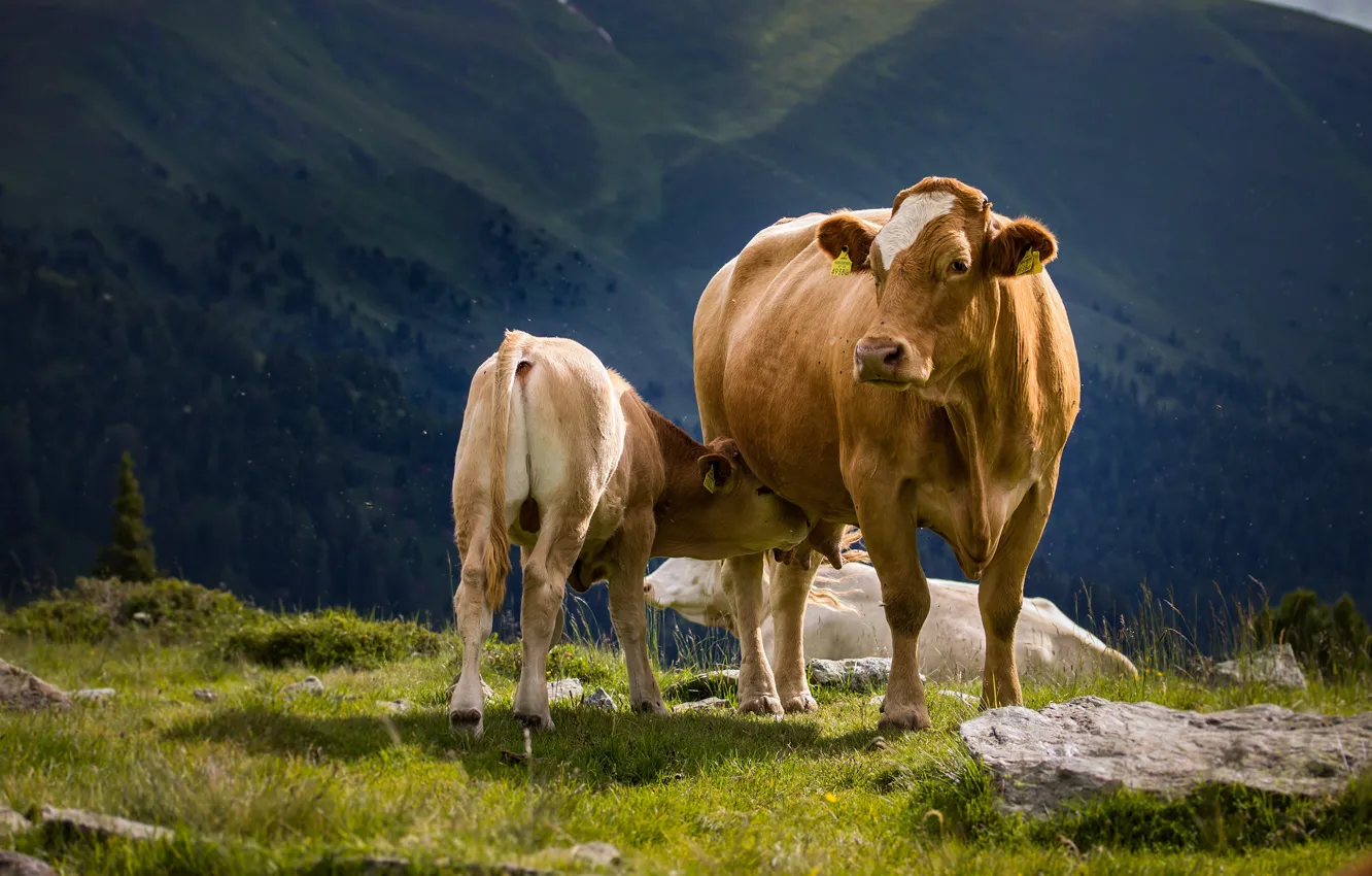 Photo wallpaper mountains, nature, cow, baby, Alps, cub, udder, mother
