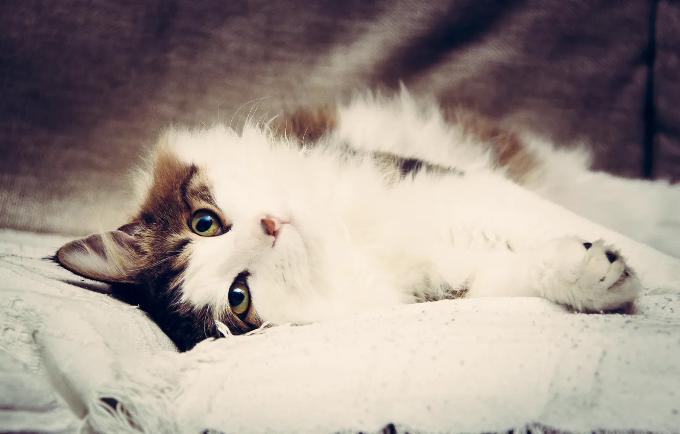 Photo wallpaper cat, sofa, cat, pussy, Bobtail