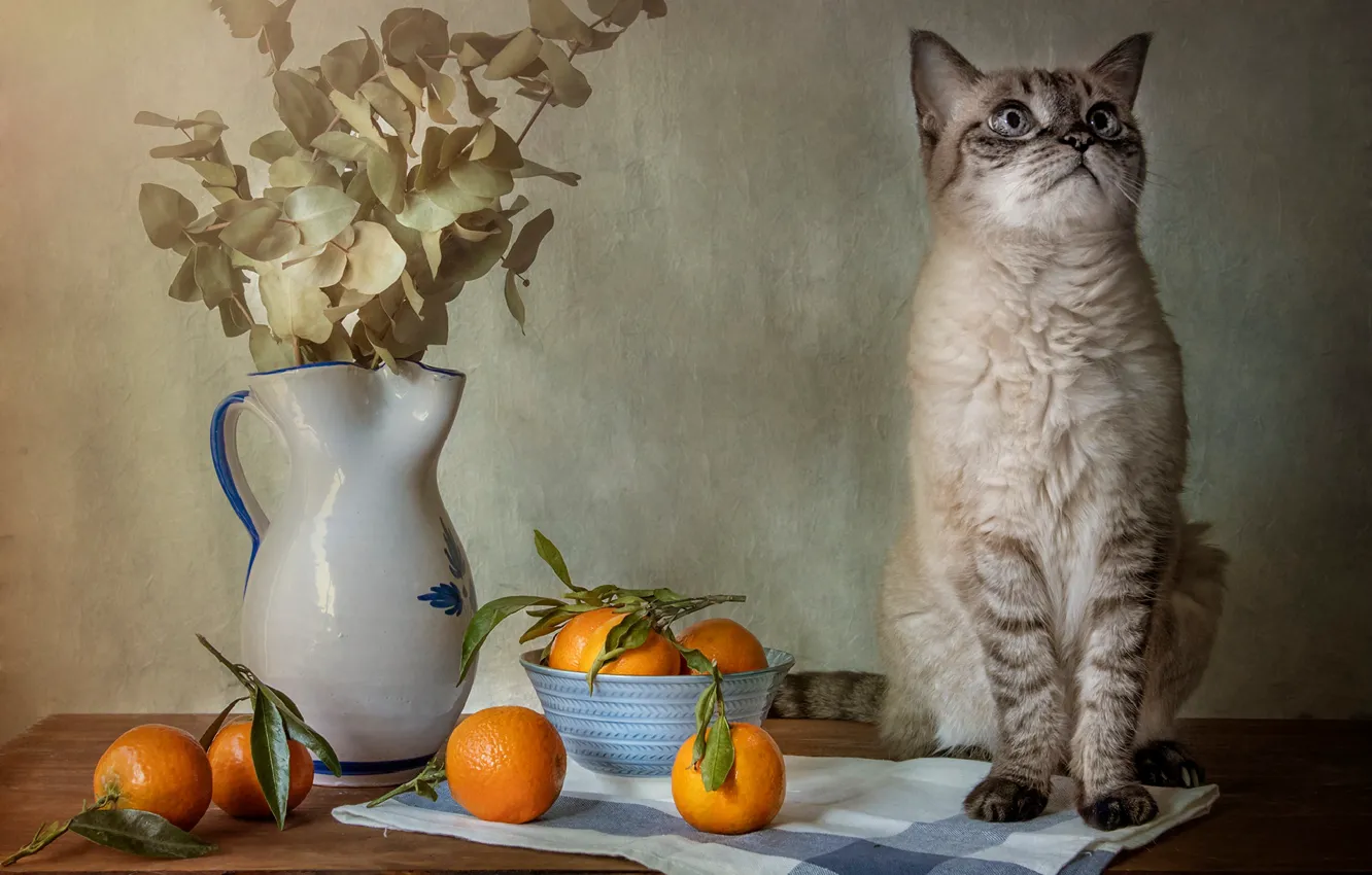 Photo wallpaper cat, cat, bouquet, oranges, pitcher, sitting