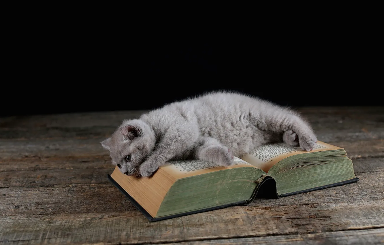 Photo wallpaper cat, Board, lies, book, kitty, British