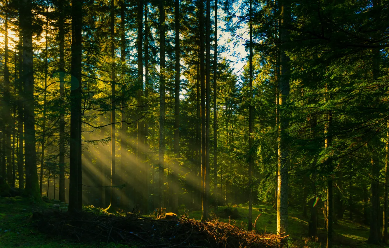 Photo wallpaper forest, the sun, rays, trees