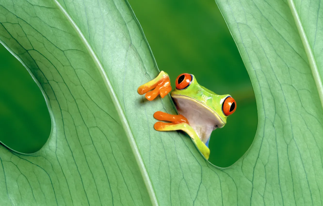 Photo wallpaper greens, leaves, frog