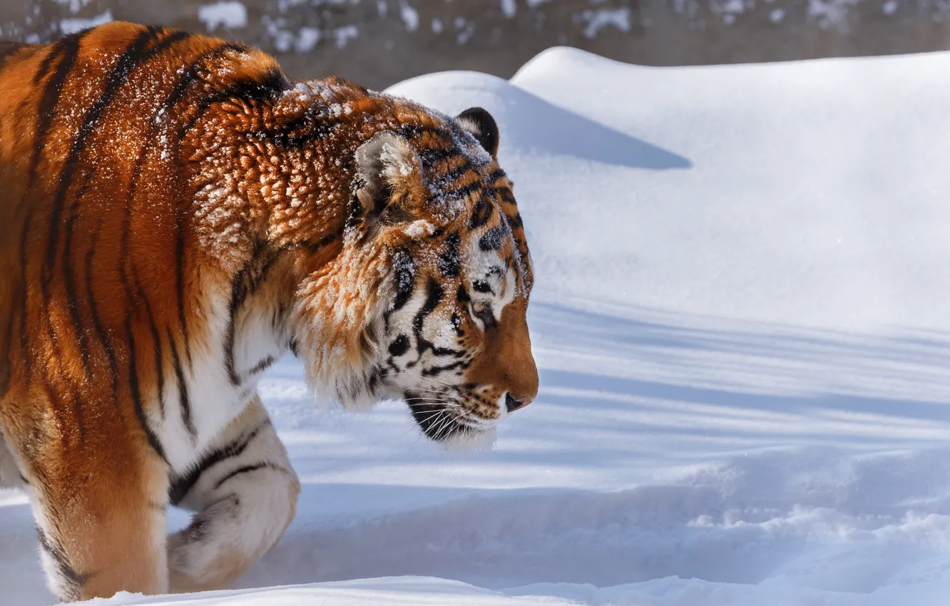 Photo wallpaper winter, snow, nature, tiger, animal, predator, Oleg Bogdanov