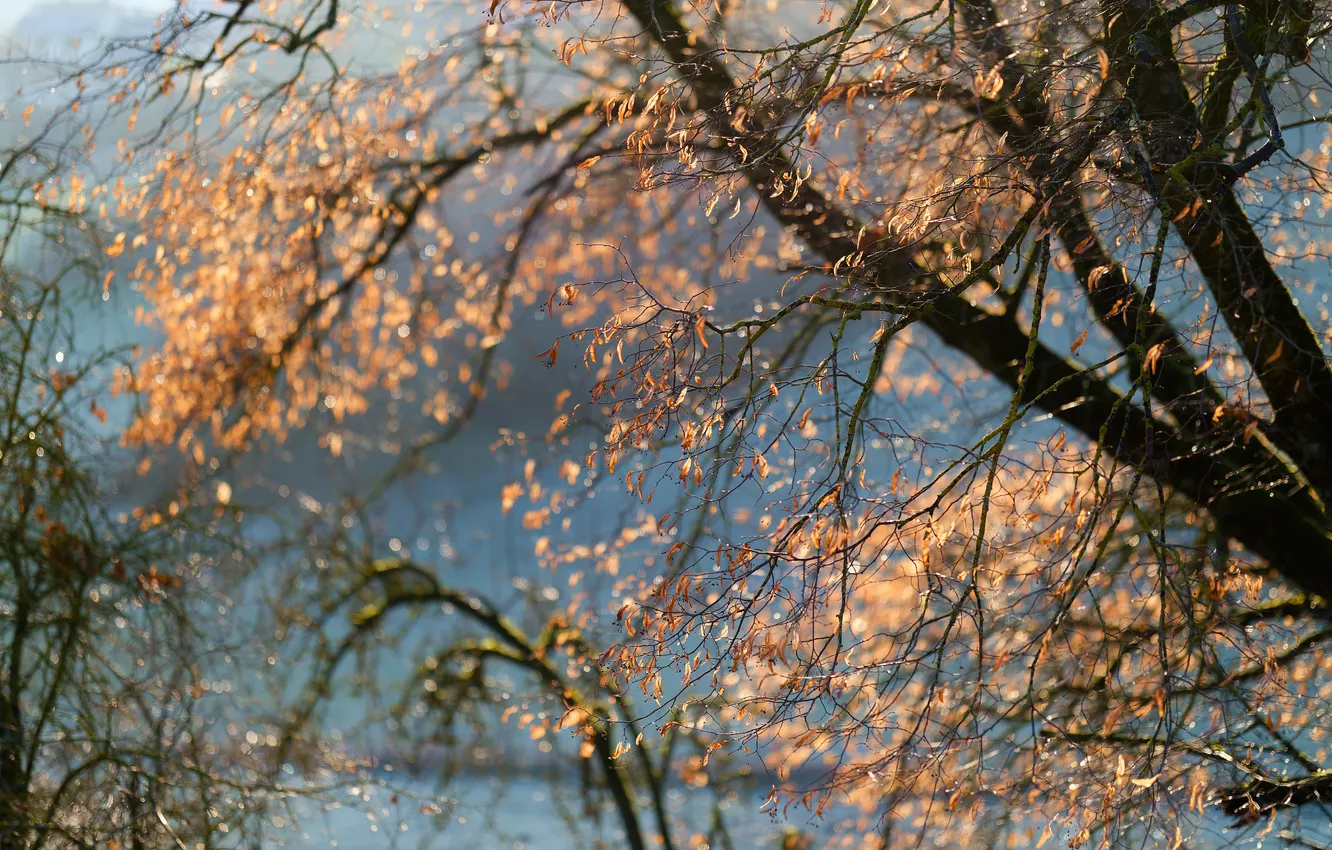 Photo wallpaper autumn, nature, tree