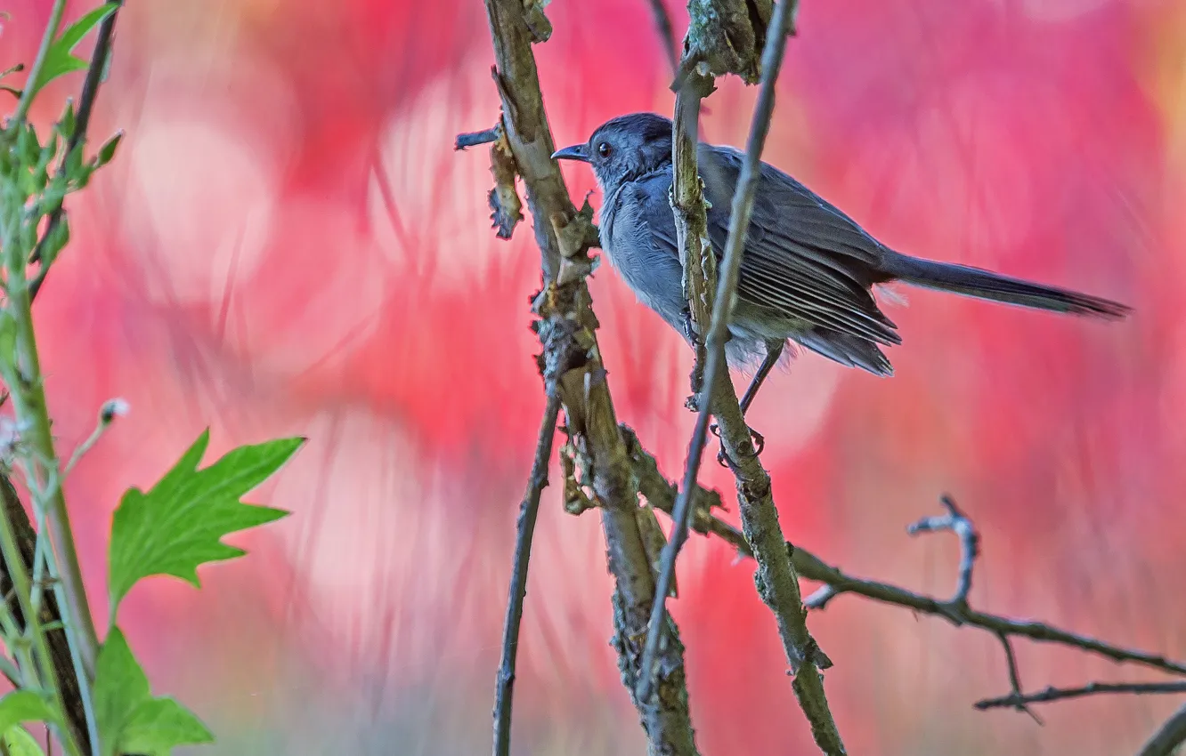 Photo wallpaper branches, nature, bird, beak