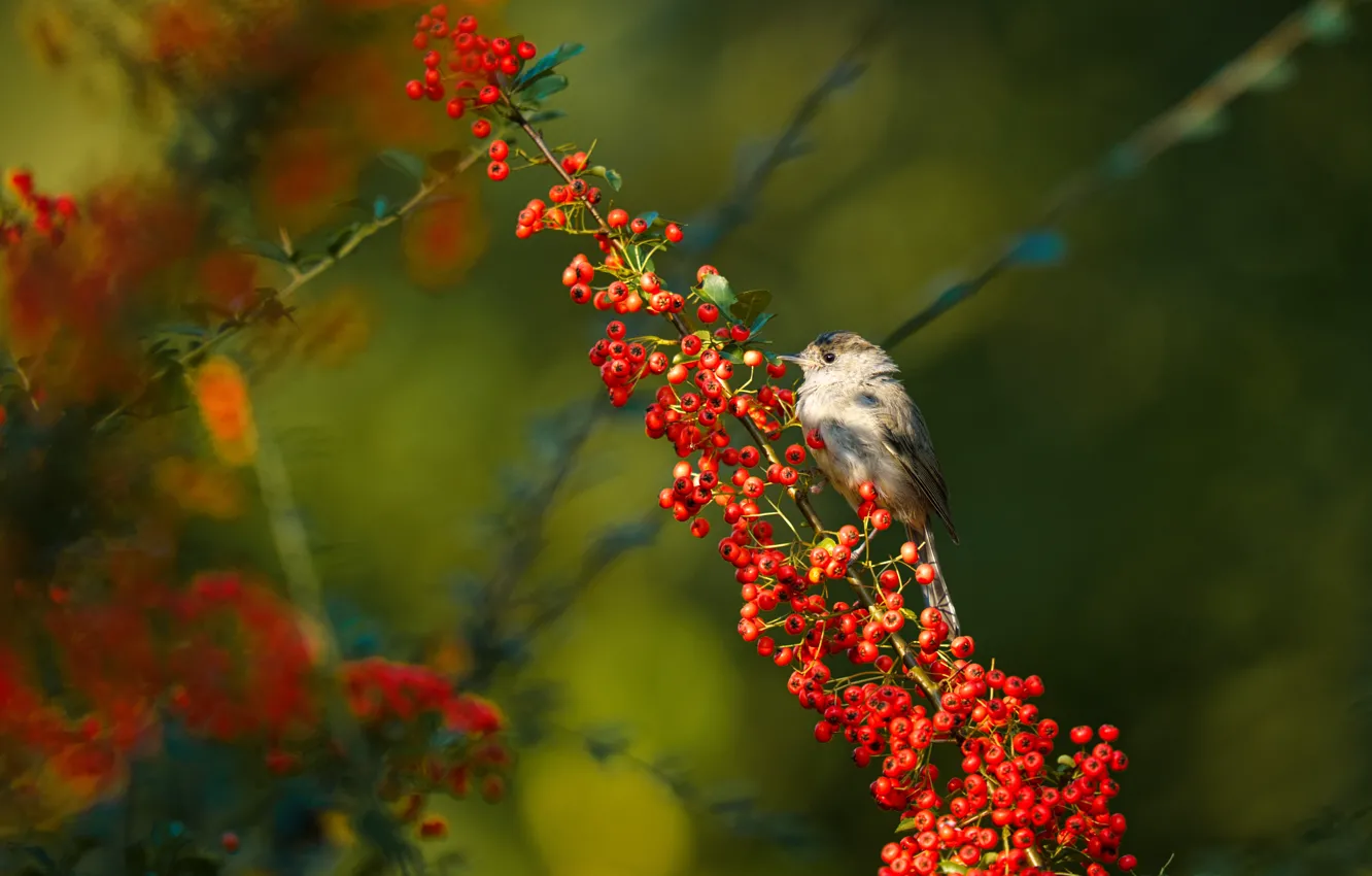 Photo wallpaper branches, berries, bird, fruit, Rowan, Warbler