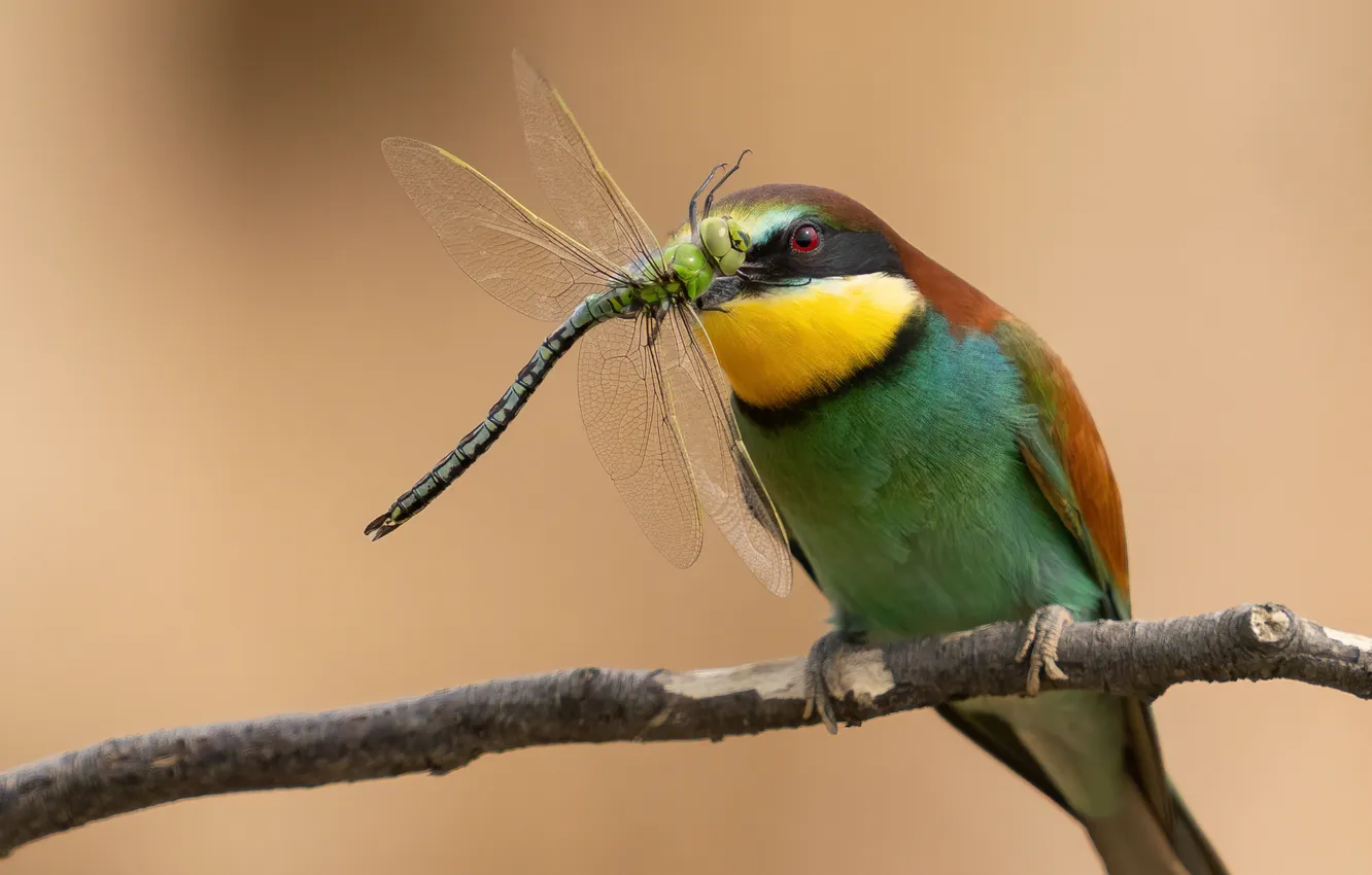 Photo wallpaper bird, dragonfly, mining, Golden bee-eater