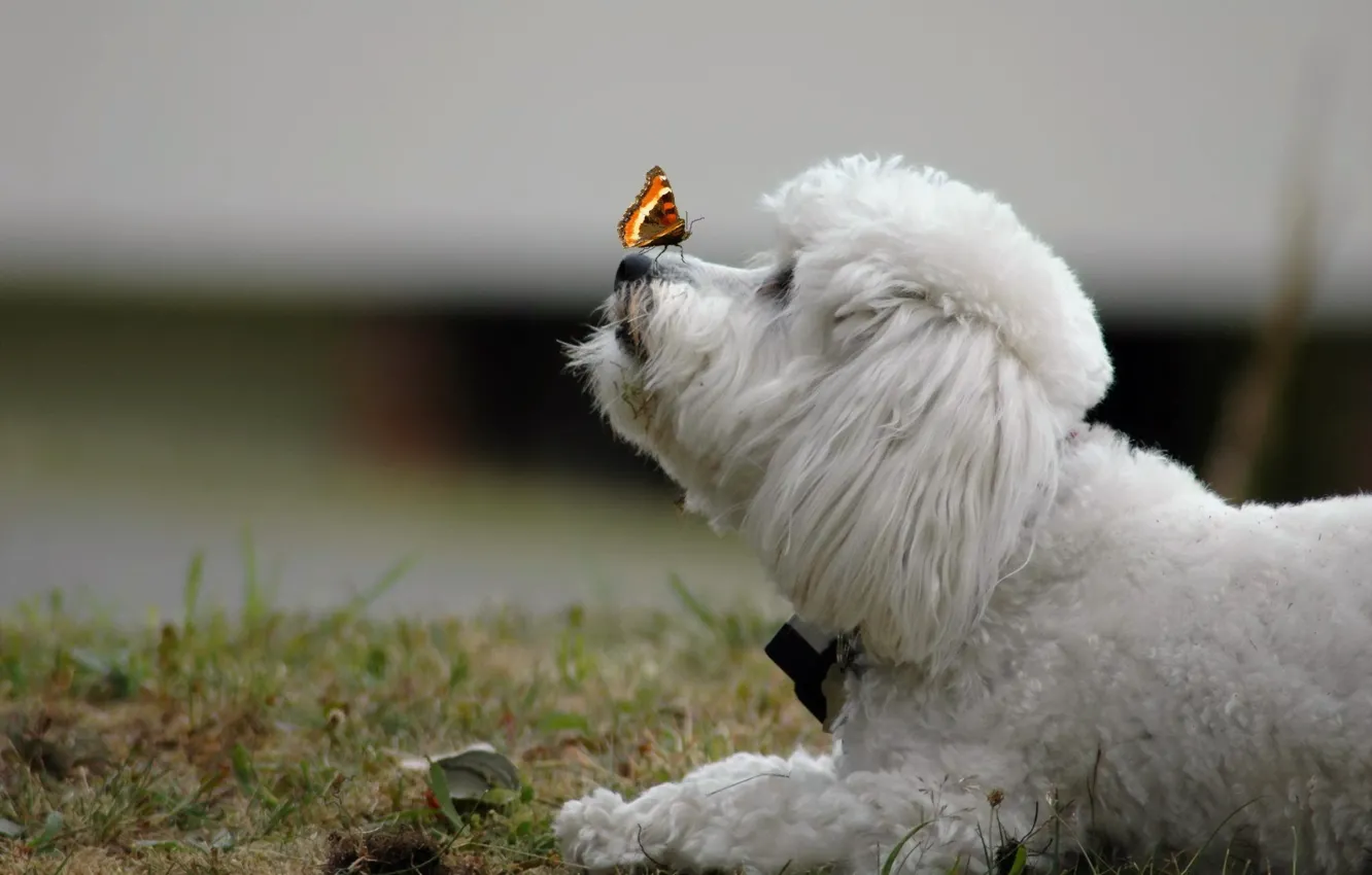 Photo wallpaper background, butterfly, dog