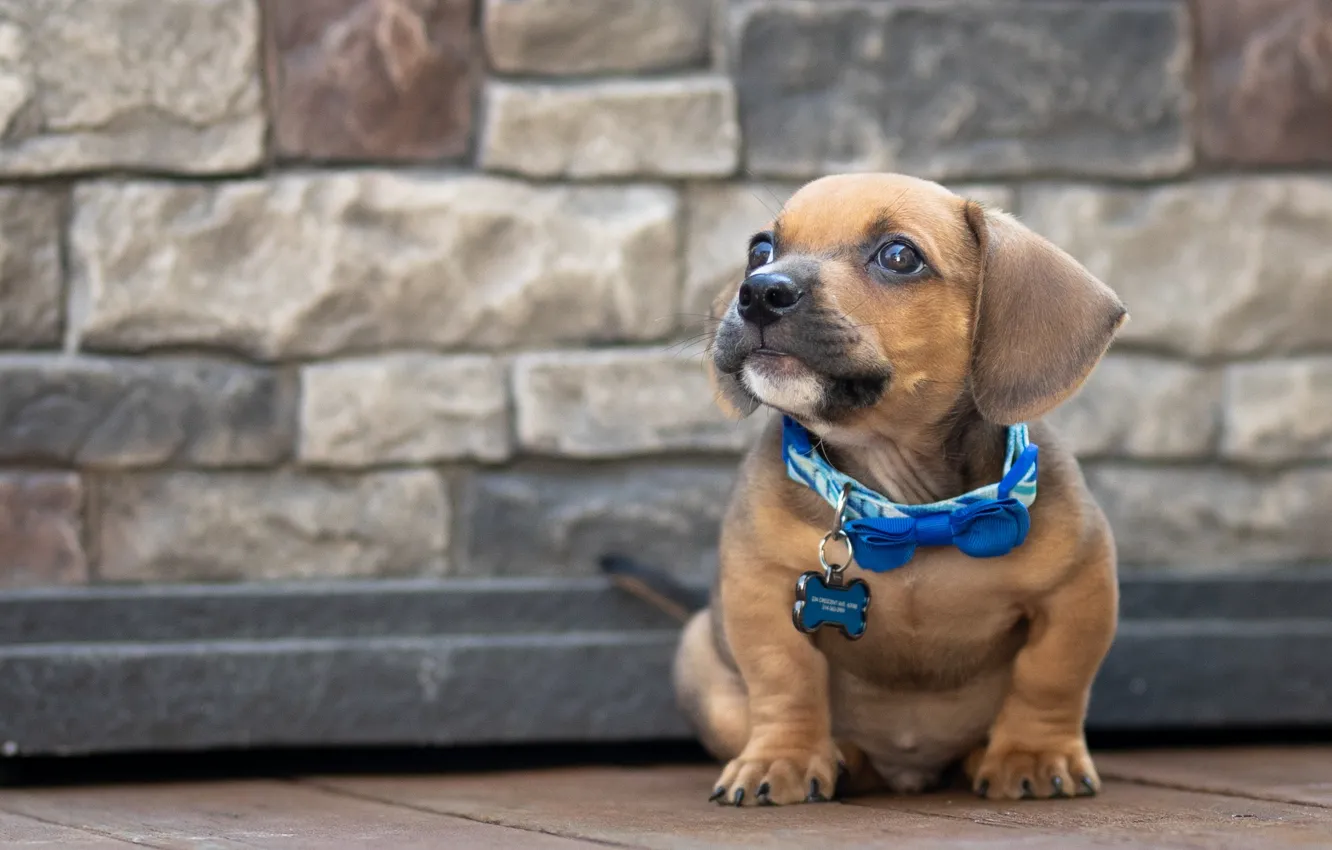 Photo wallpaper dog, baby, puppy, collar