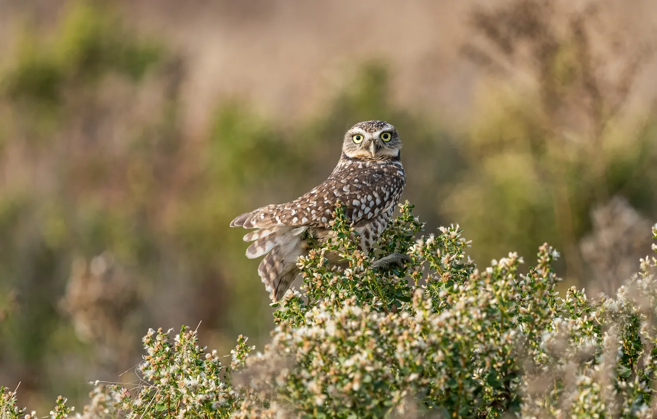 Photo wallpaper flowers, look, pose, nature, owl, the bushes, bokeh, bird