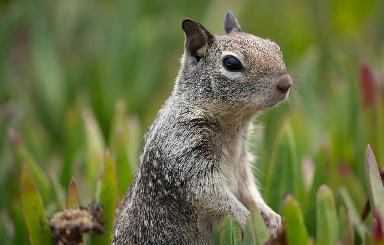 Photo wallpaper nature, portrait, muzzle, gopher, stand, bokeh