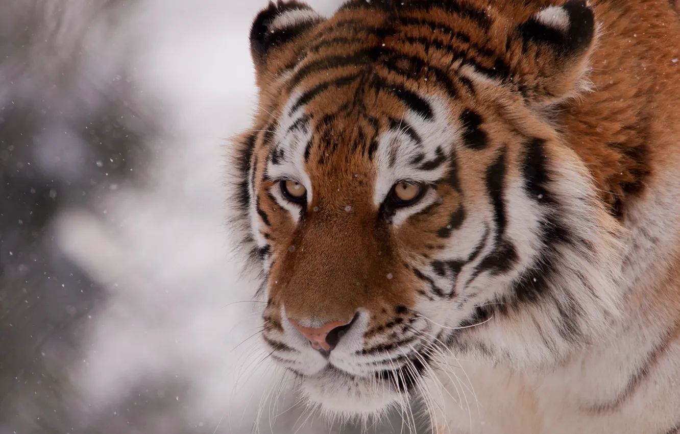 Photo wallpaper winter, face, snow, tiger, wild cat