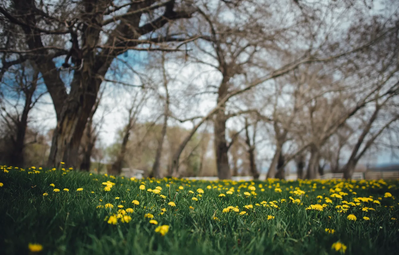 Photo wallpaper grass, trees, flowers, yellow, dandelions