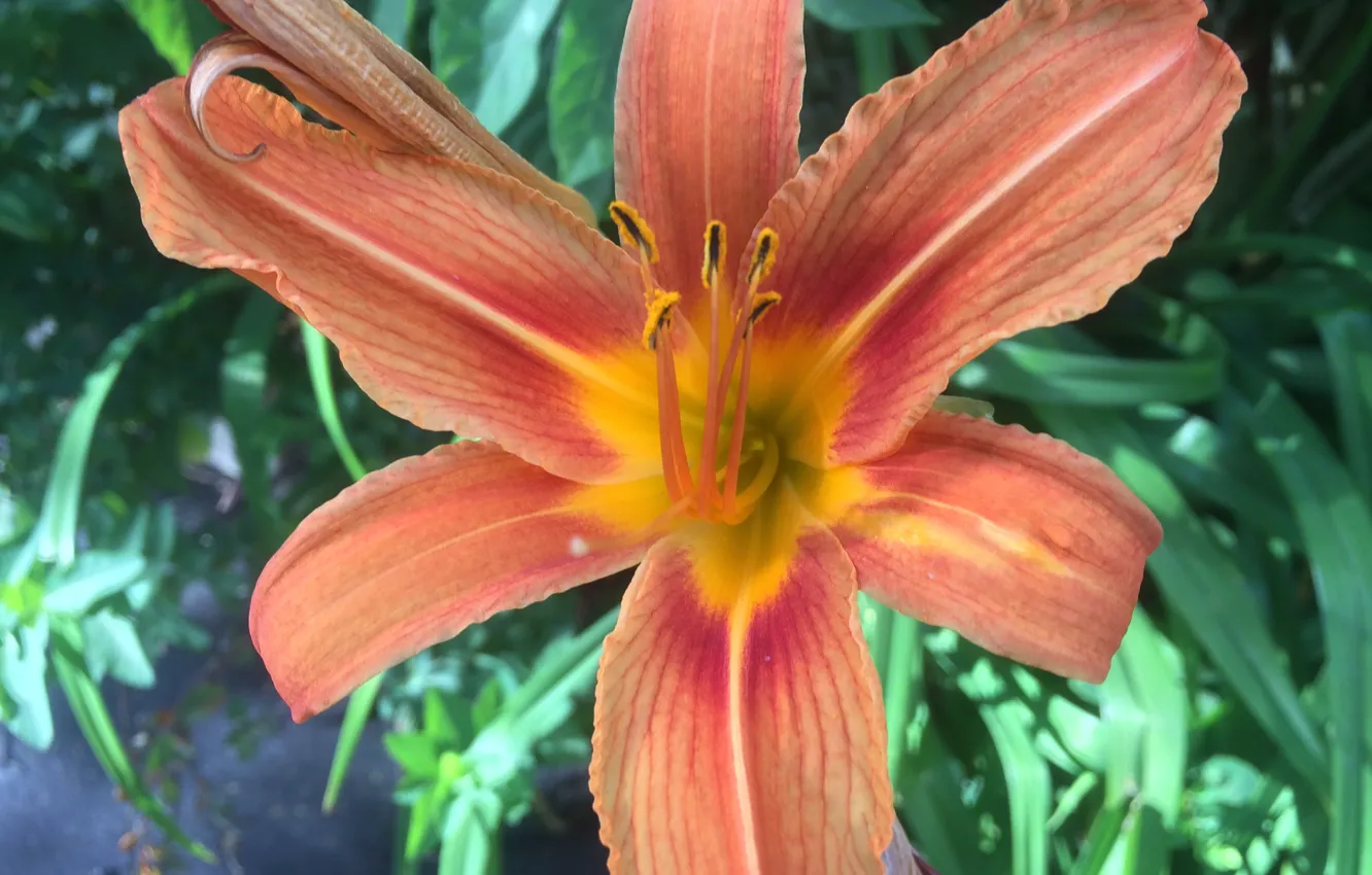 Photo wallpaper flowers, nature, plant, flora