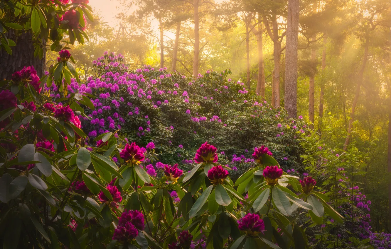 Photo wallpaper forest, leaves, the sun, rays, light, trees, flowers, branches