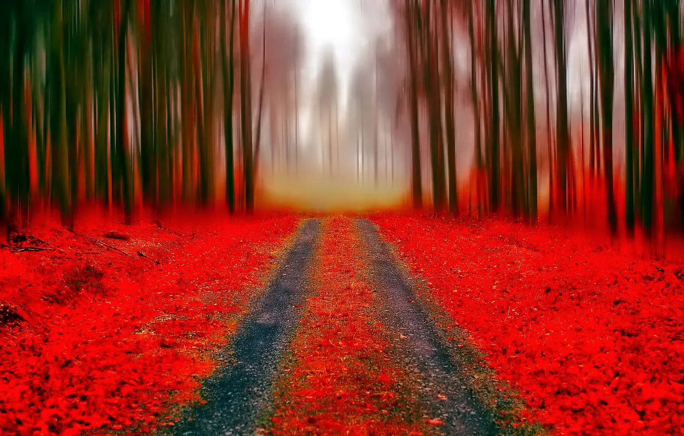 Photo wallpaper road, autumn, forest, leaves, trees, Park, alley