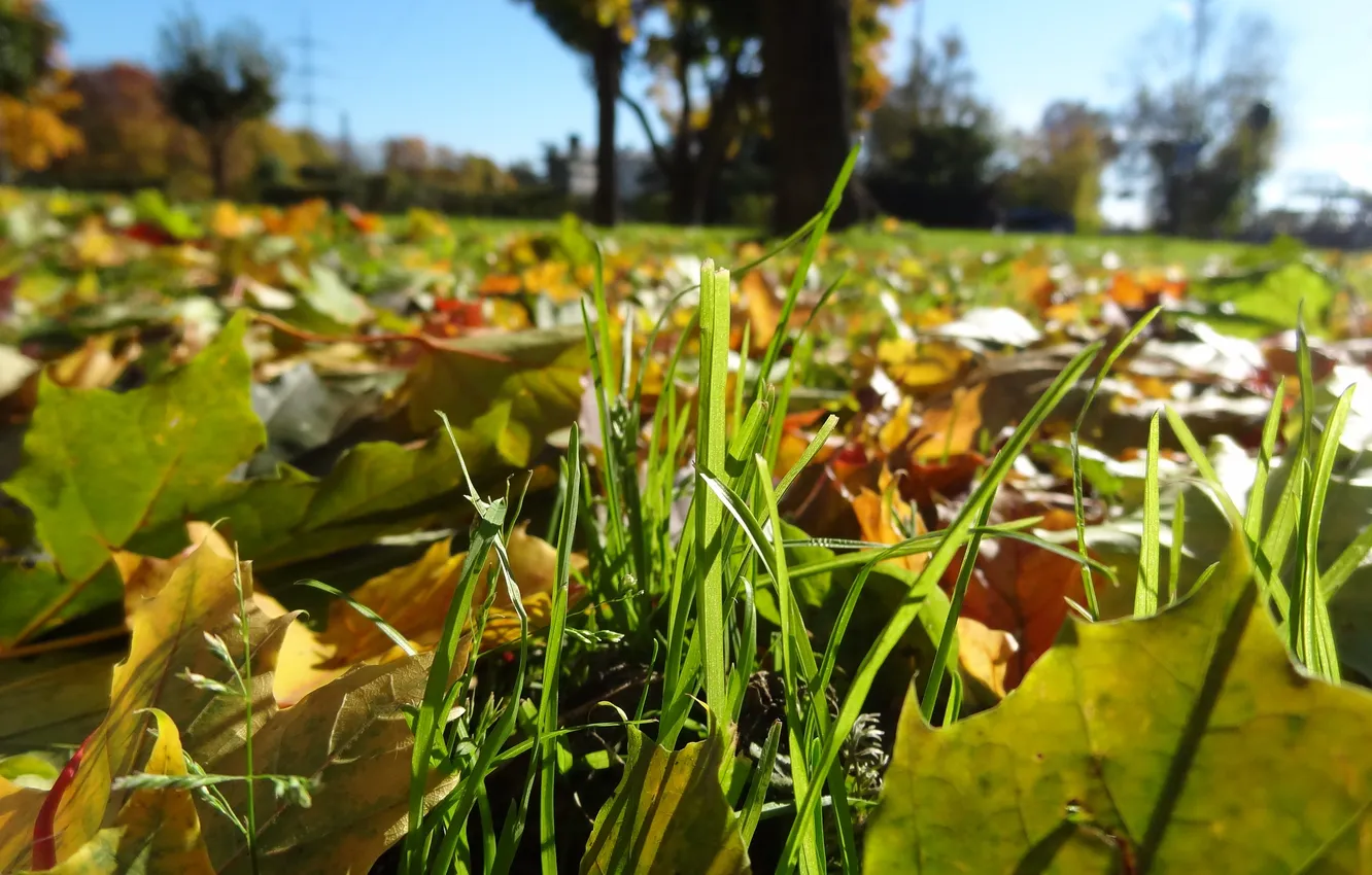 Photo wallpaper autumn, grass, leaves, macro
