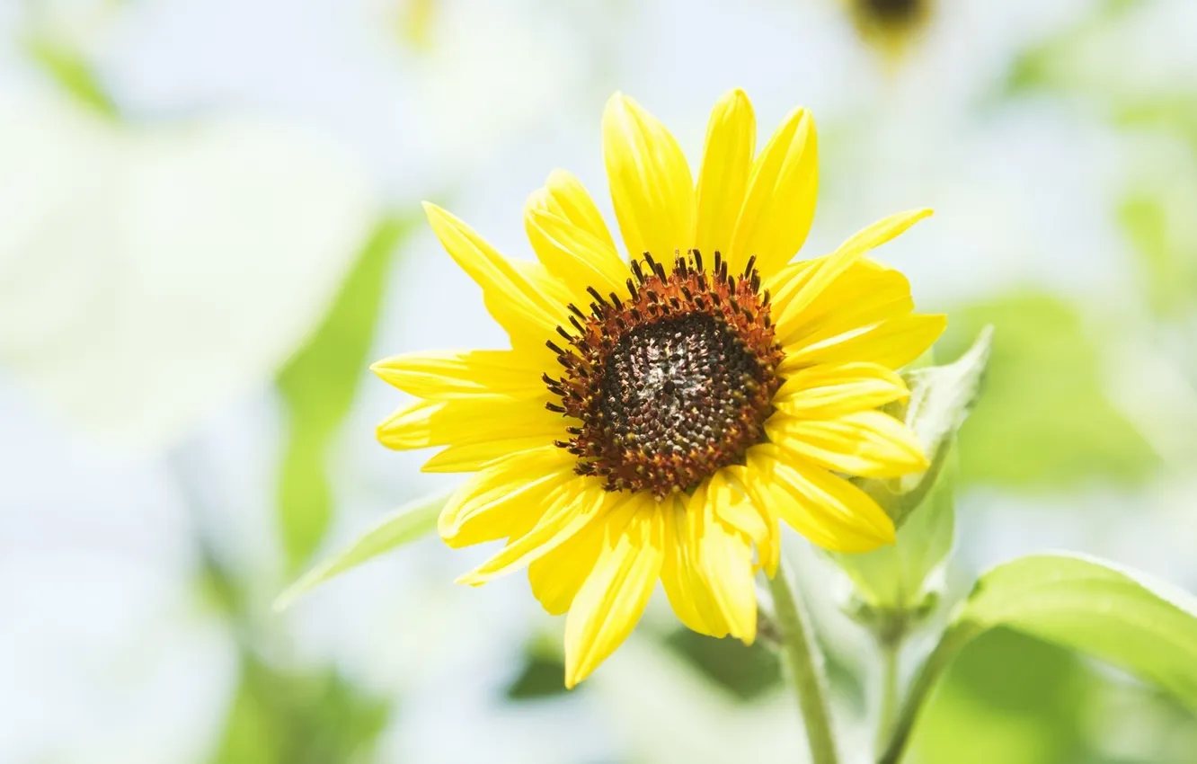 Photo wallpaper summer, macro, sunflowers, flowers, yellow, plant, petals, blur