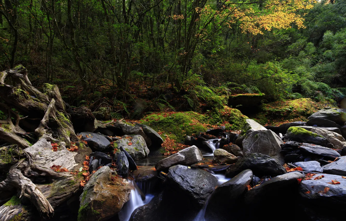 Photo wallpaper forest, leaves, nature, river, stones