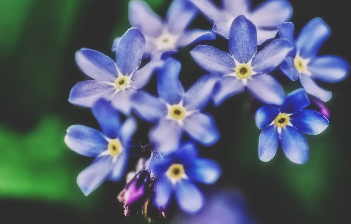 Photo wallpaper flowers, petals, blue
