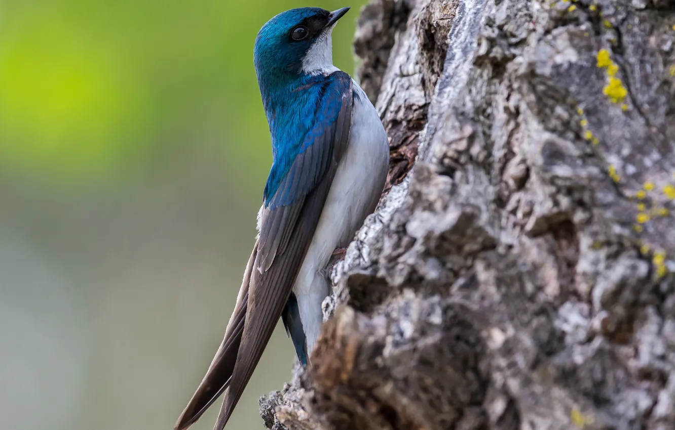 Photo wallpaper bird, clinging to tree, bluie