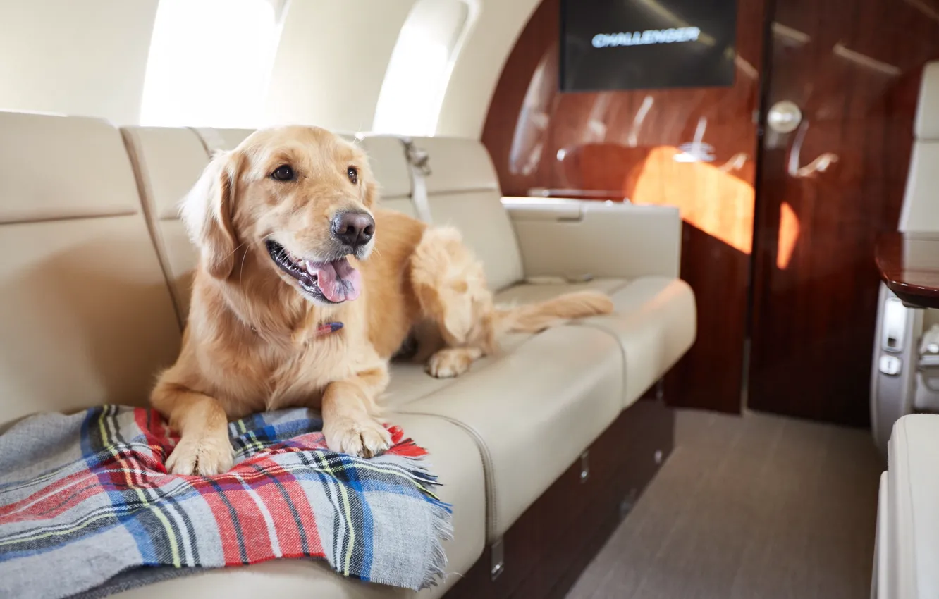 Photo wallpaper Dog, business jet aircraft, twin-engine jet aircraft business class, NetJets, Pets on Private Jets, Pets, …