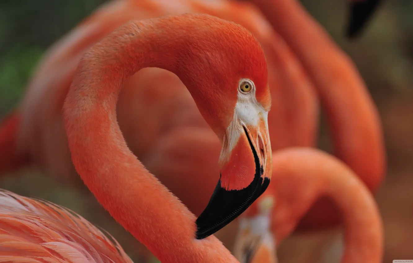 Photo wallpaper bird, flamingo, flamingo nest sleep