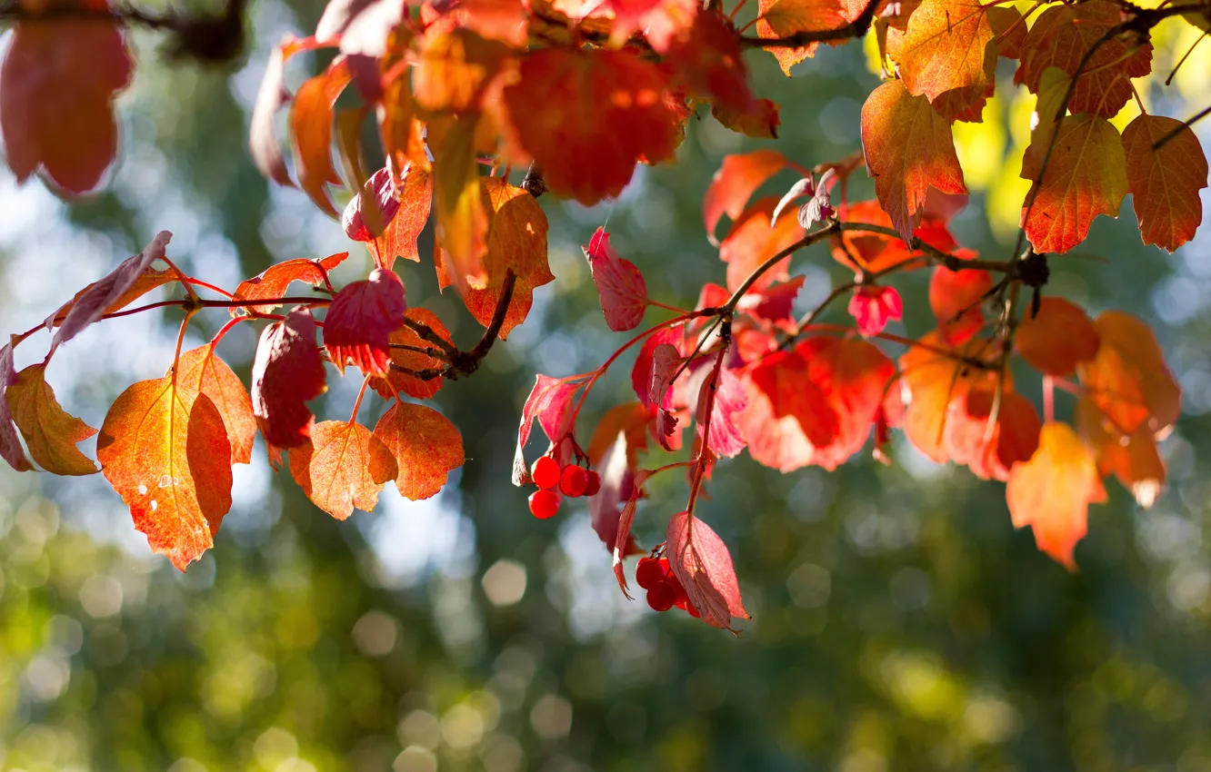 Photo wallpaper autumn, the sky, leaves, Kalina