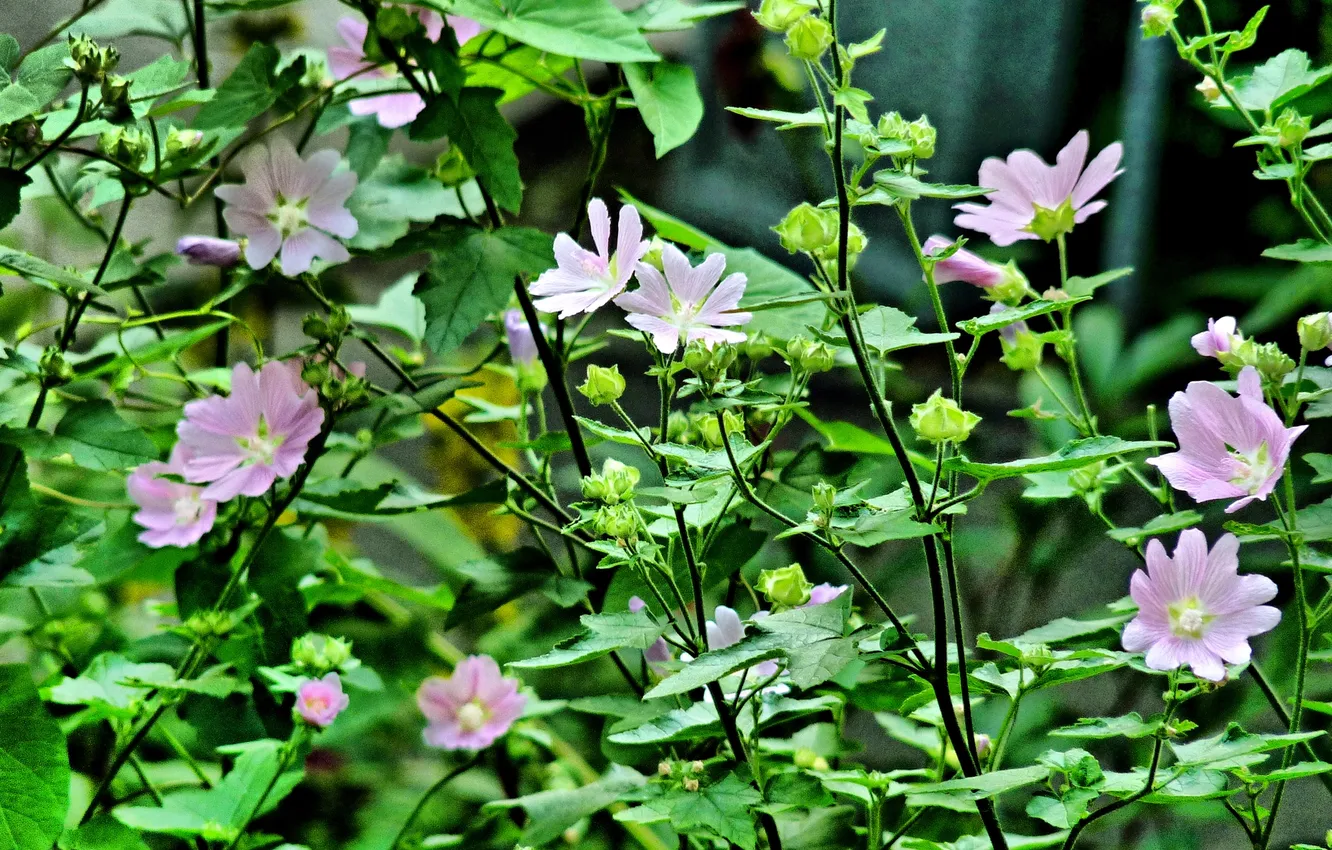 Photo wallpaper flowers, Summer 2025, Hatma of Thuringia