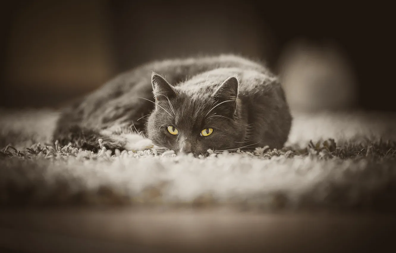 Photo wallpaper cat, cat, look, grey, carpet, floor, lies, yellow eyes
