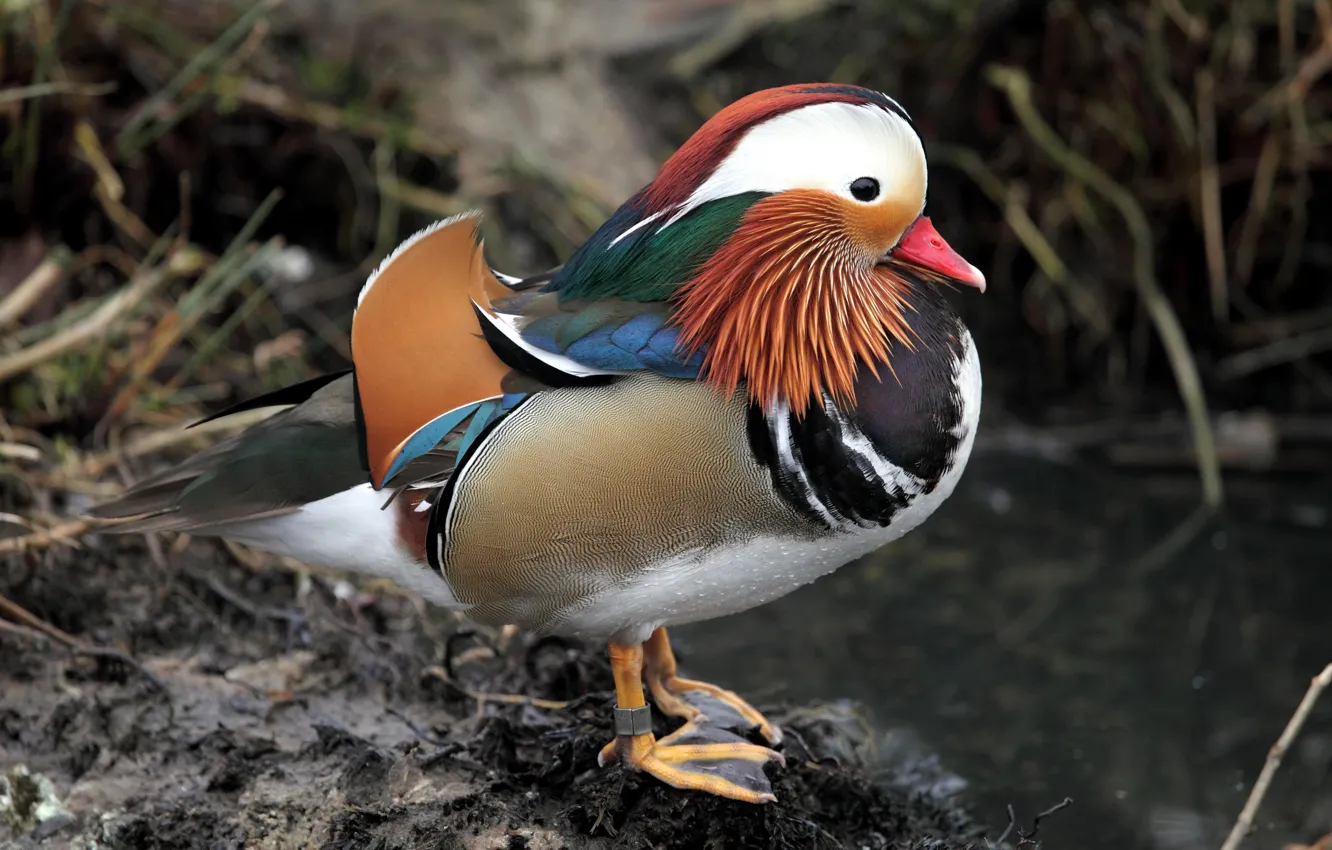 Photo wallpaper Nature, Bird, Mandarin duck