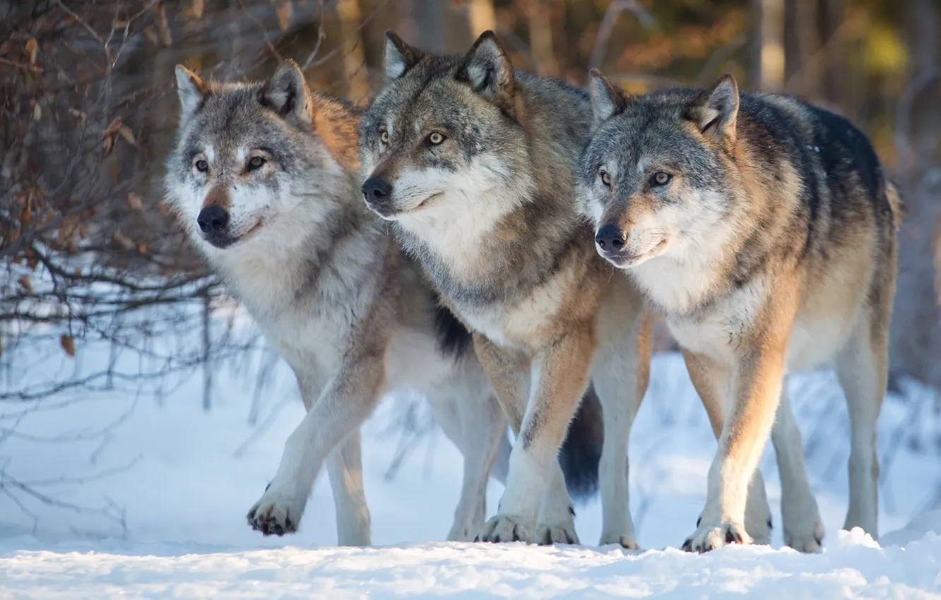 Photo wallpaper nature, Gray Wolf, face, animal, wolf, canis lupus, wildlife, head