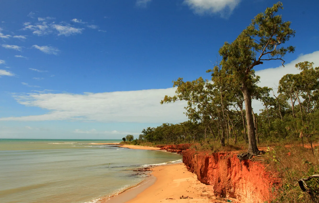 Photo wallpaper sea, the sky, trees, open, shore