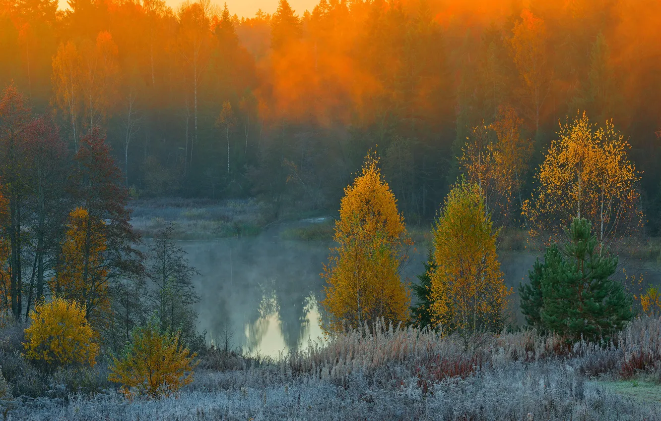 Photo wallpaper autumn, forest, trees, fog, lake, Golden autumn