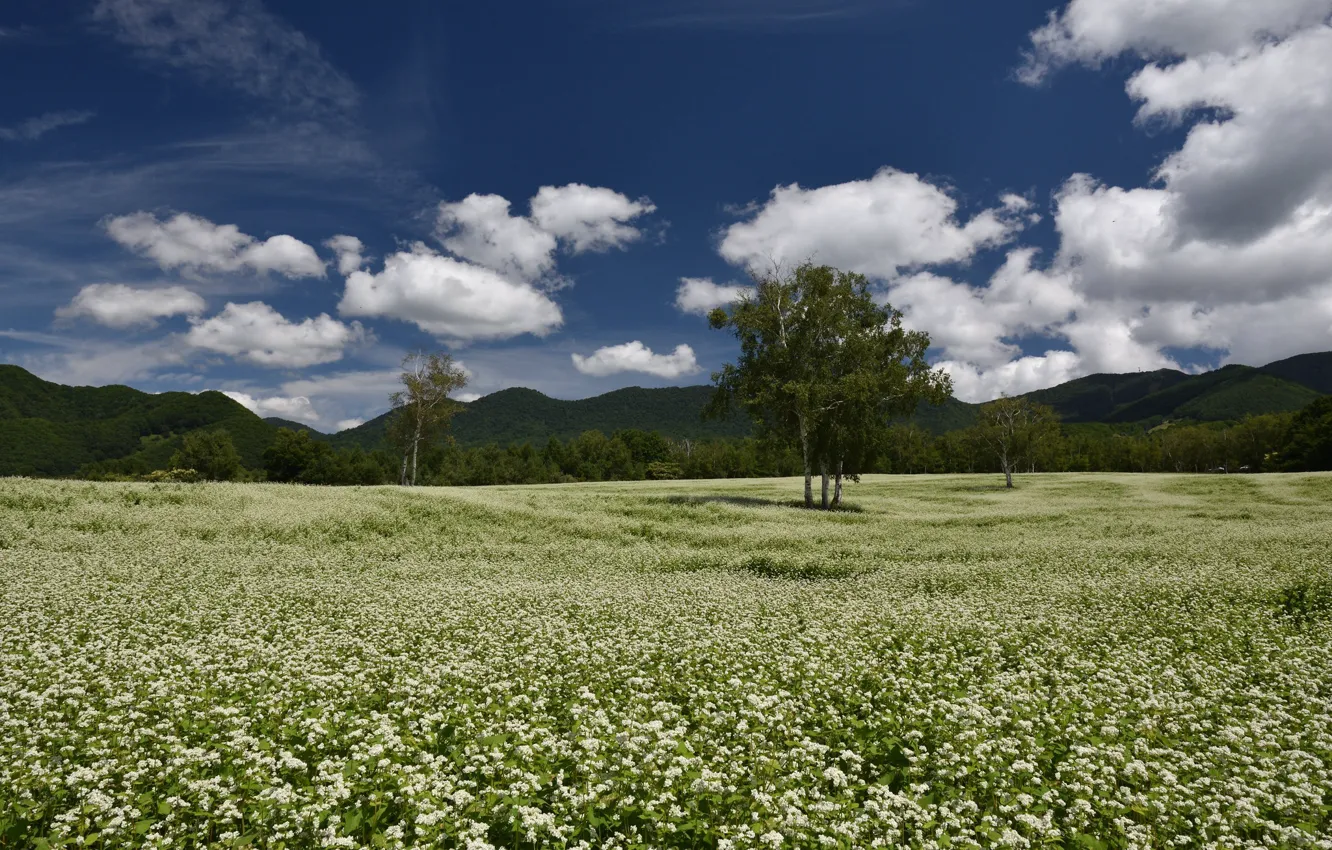 Photo wallpaper field, trees, landscape, flowers, meadow