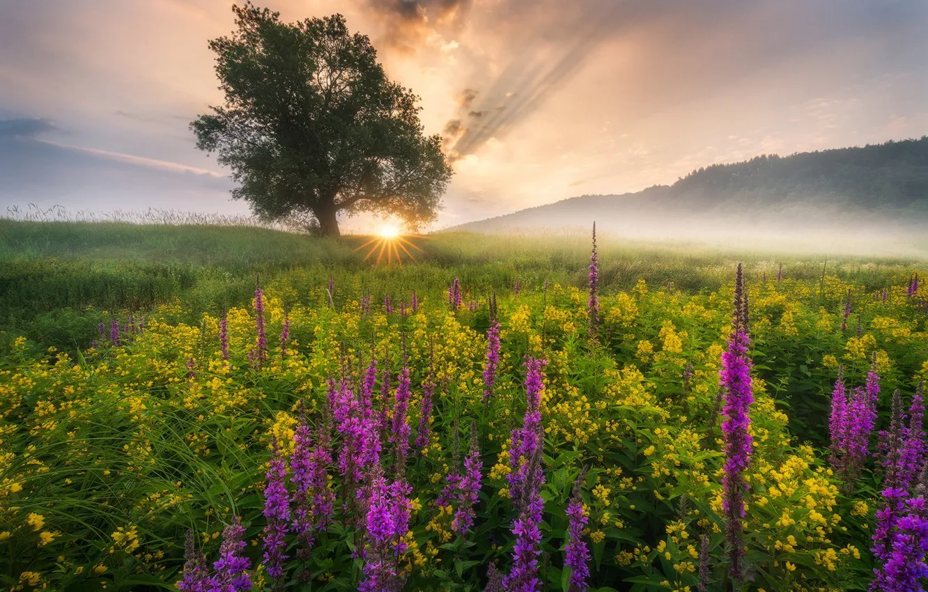 Photo wallpaper flowers, nature, fog, morning, meadow
