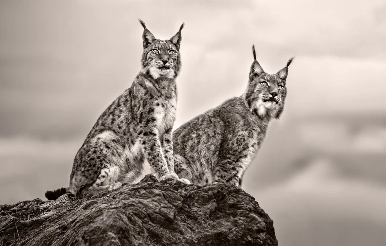 Photo wallpaper stones, background, lynx, lynx, looks