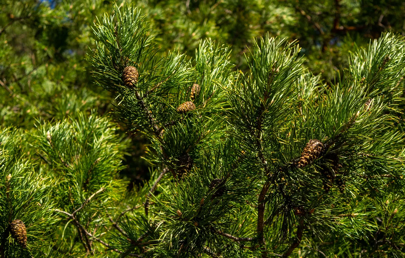 Photo wallpaper Greens, Tree, Needles, Summer, Branches, New year, Bumps, Pine