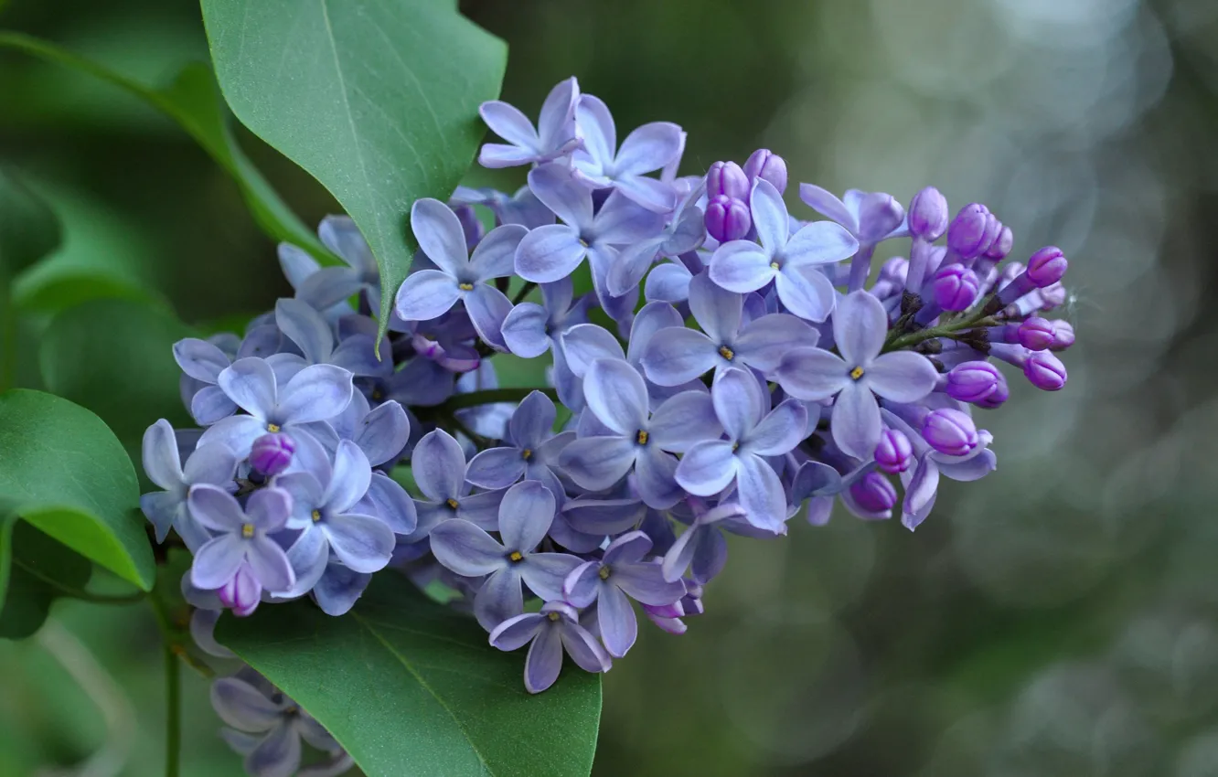 Photo wallpaper macro, lilac, inflorescence