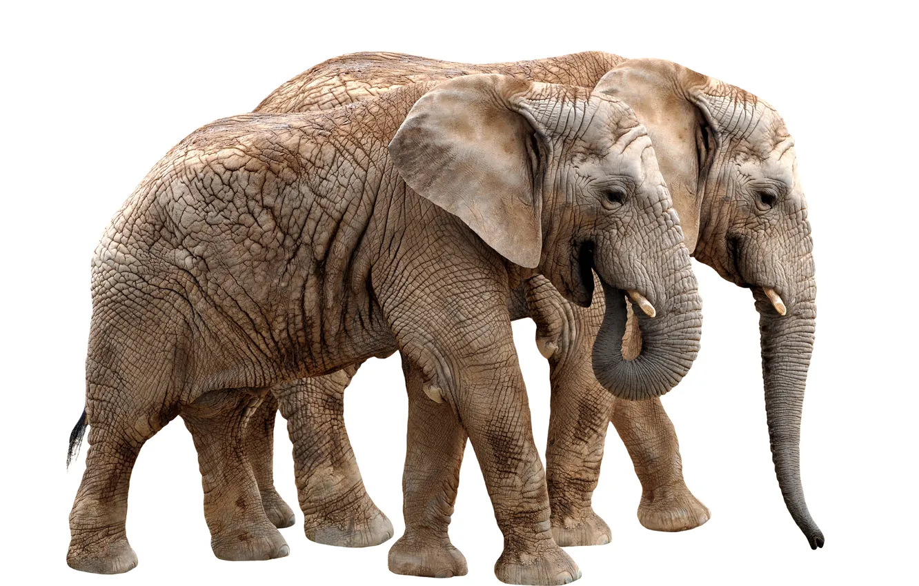 Photo wallpaper white, background, animal, elephant, two